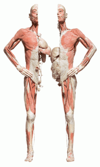 05 Bodies
